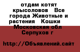 отдам котят крысоловов - Все города Животные и растения » Кошки   . Московская обл.,Серпухов г.
